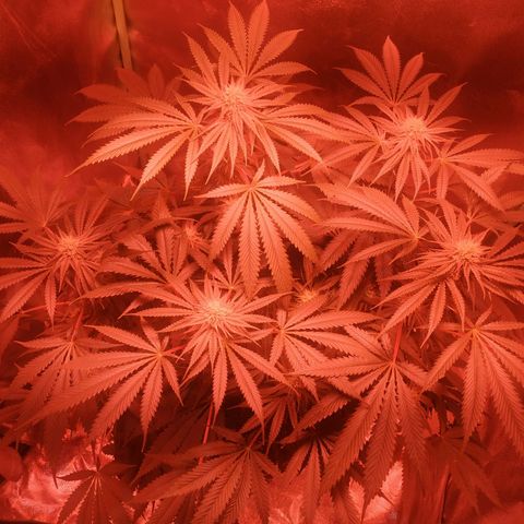 Мящь growlog timeline photo