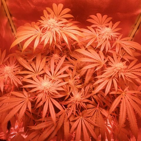 Мящь growlog timeline photo