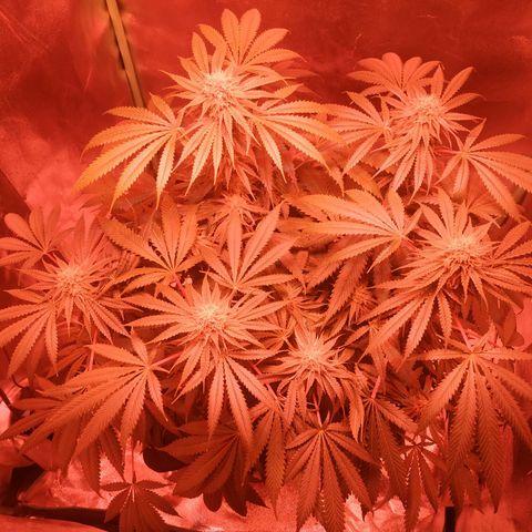 Мящь growlog timeline photo