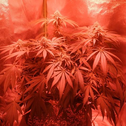 Мящь growlog timeline photo