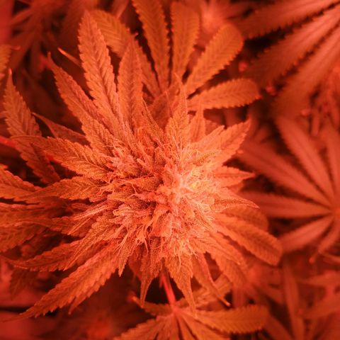 Мящь growlog timeline photo