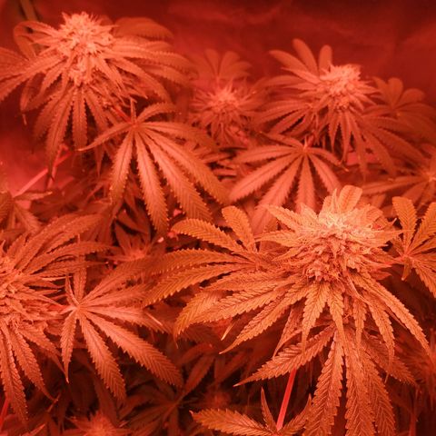 Мящь growlog timeline photo