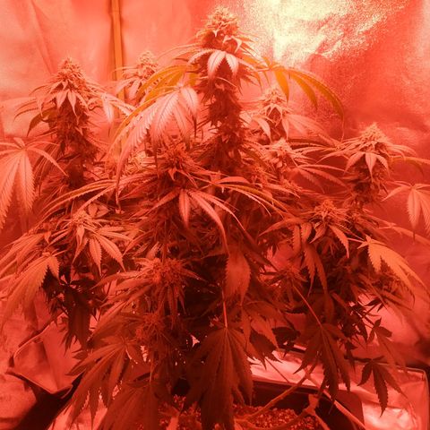 Мящь growlog timeline photo