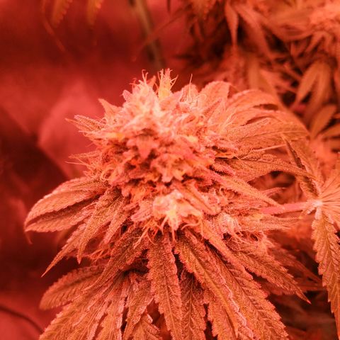 Мящь growlog timeline photo