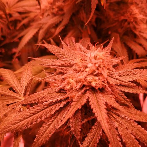 Мящь growlog timeline photo