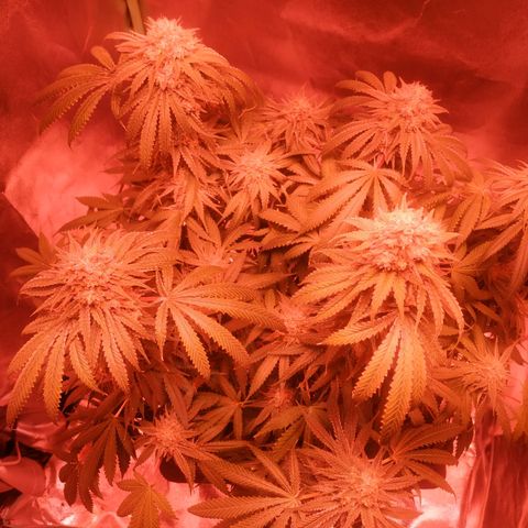 Мящь growlog timeline photo