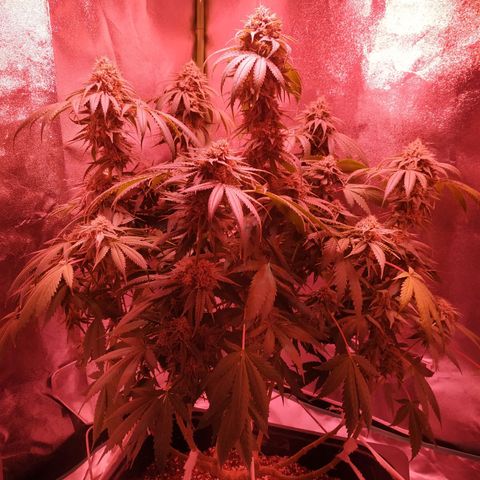 Мящь growlog timeline photo