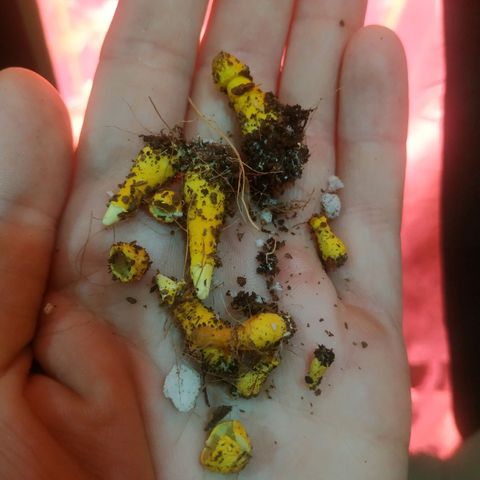 Мящь growlog photo: Found some weird mushrooms in the soil