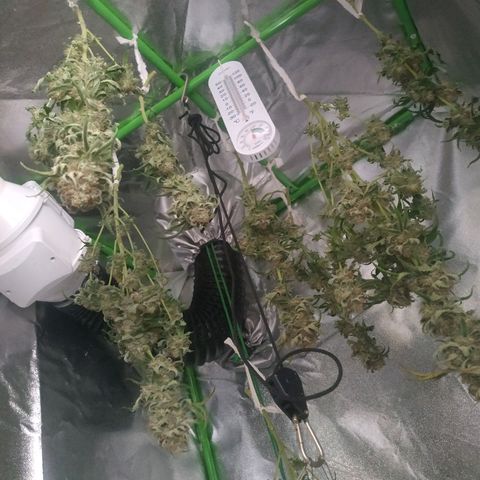 Мящь growlog timeline photo