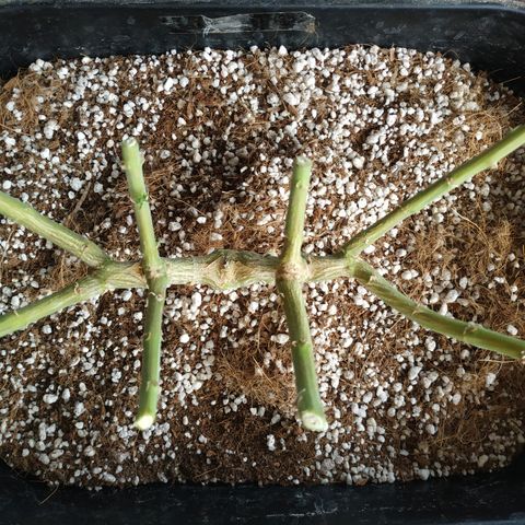 Мящь growlog timeline photo