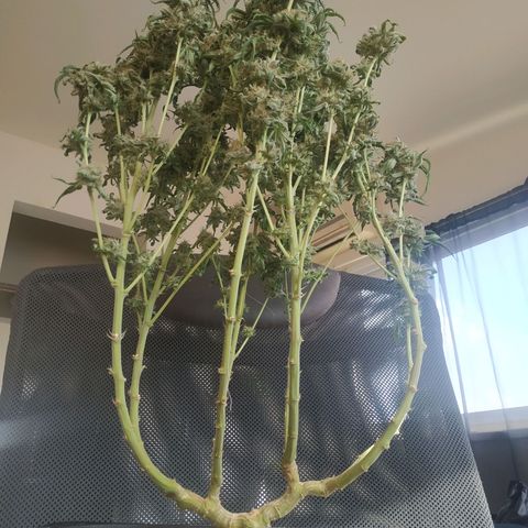 Мящь growlog timeline photo
