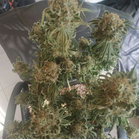 Мящь growlog timeline photo