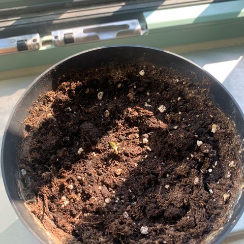 Kalini Asia growlog timeline photo
