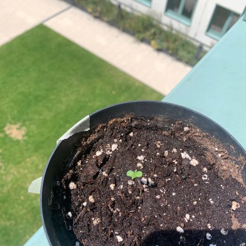 Kalini Asia growlog timeline photo
