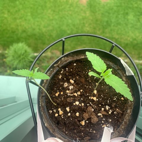 Kalini Asia growlog timeline photo