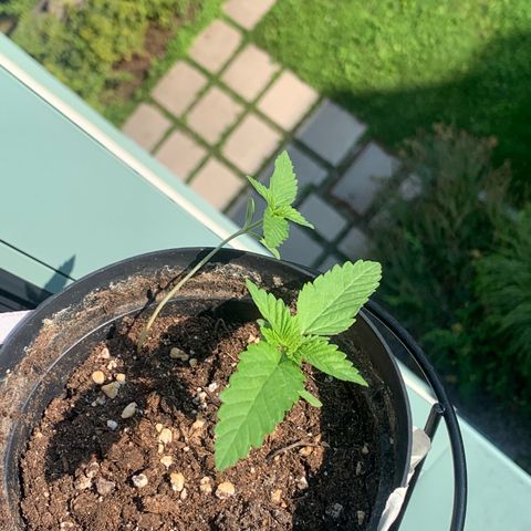 Kalini Asia growlog timeline photo