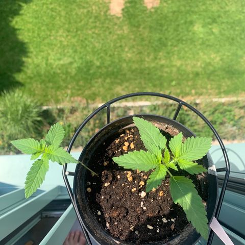 Kalini Asia growlog timeline photo