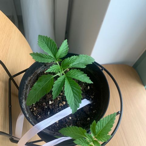 Kalini Asia growlog timeline photo
