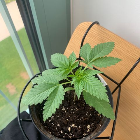 Kalini Asia growlog timeline photo