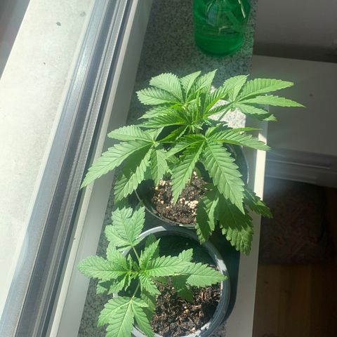 Kalini Asia growlog photo: topping 