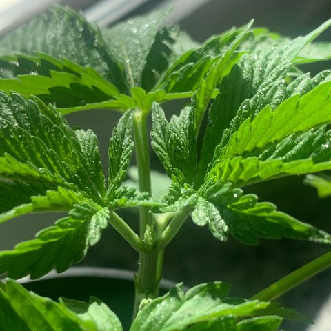 Kalini Asia growlog photo: topping 
