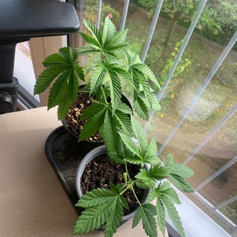 Kalini Asia growlog timeline photo