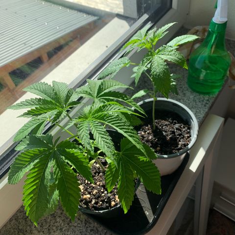 Kalini Asia growlog timeline photo