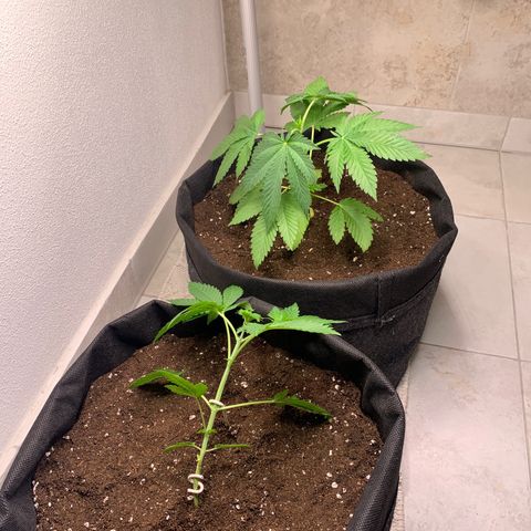 Kalini Asia growlog timeline photo