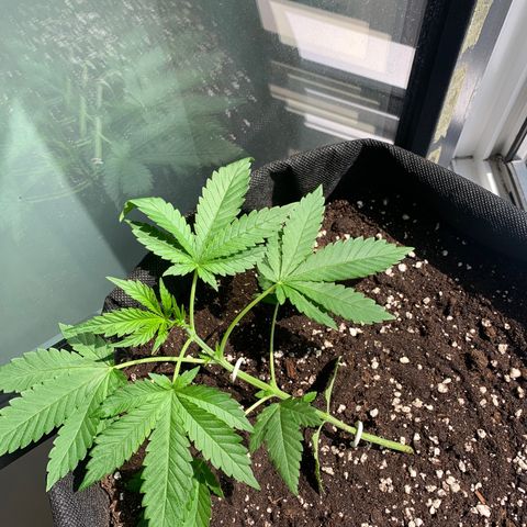 Kalini Asia growlog photo: LST