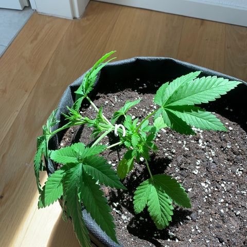 Kalini Asia growlog photo: LST