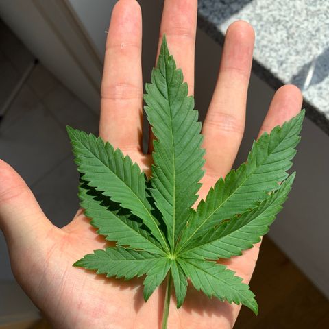 Kalini Asia growlog timeline photo