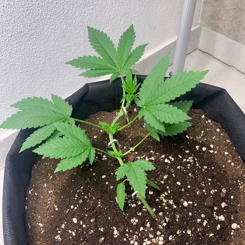 Kalini Asia growlog timeline photo