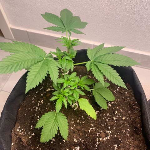 Kalini Asia growlog timeline photo