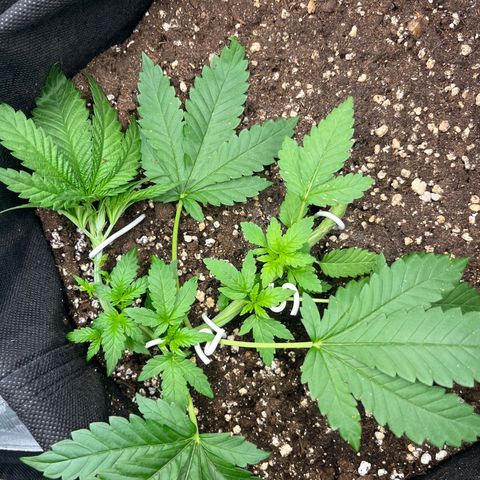 Kalini Asia growlog photo: lst 
