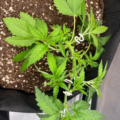 Kalini Asia growlog photo: lst 