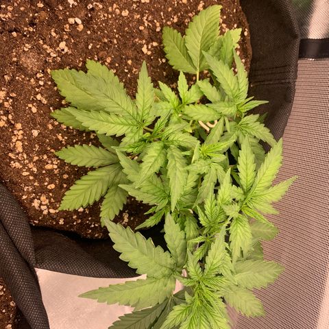 Kalini Asia growlog timeline photo