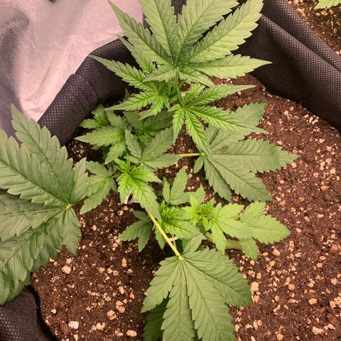 Kalini Asia growlog timeline photo