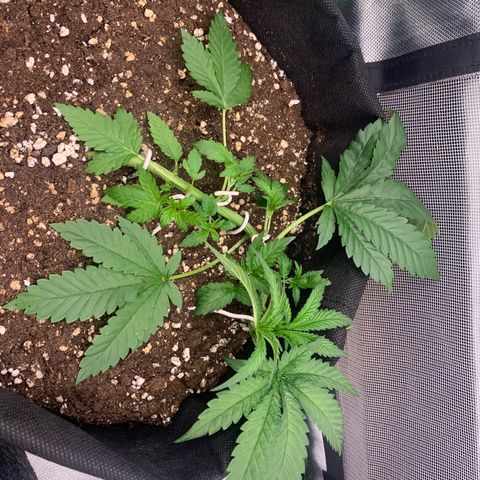 Kalini Asia growlog timeline photo