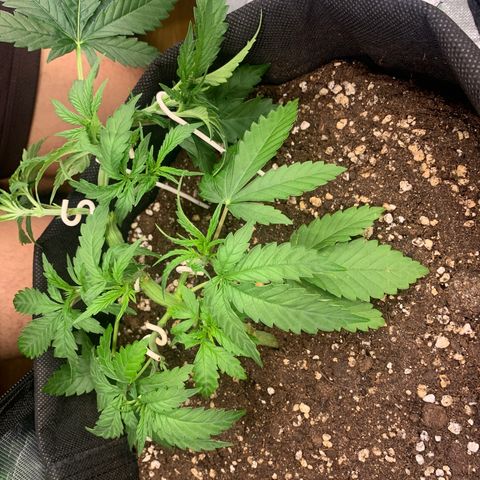Kalini Asia growlog timeline photo