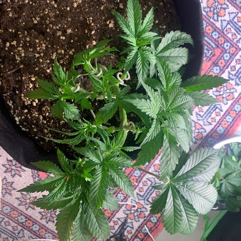 Kalini Asia growlog timeline photo