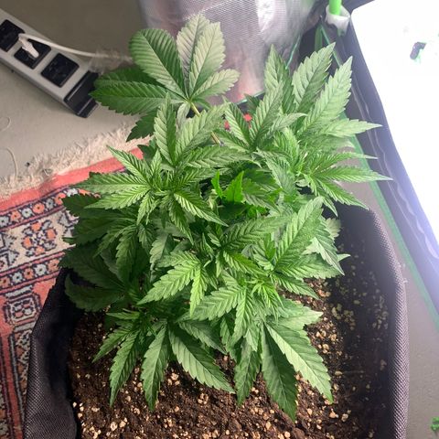Kalini Asia growlog timeline photo