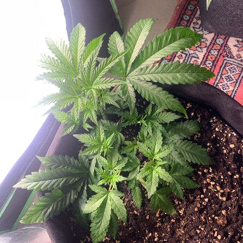 Kalini Asia growlog timeline photo