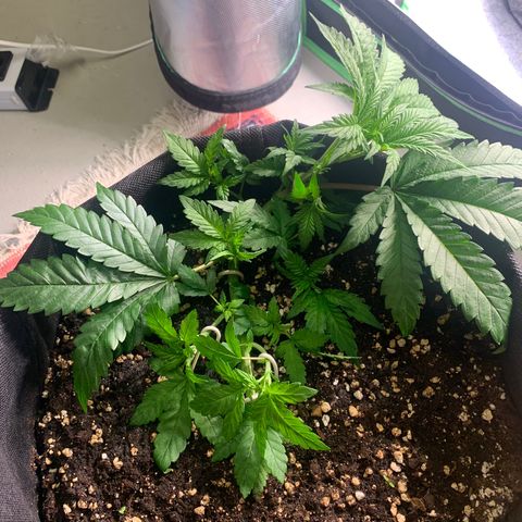 Kalini Asia growlog timeline photo