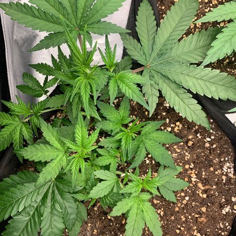 Kalini Asia growlog timeline photo