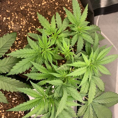Kalini Asia growlog timeline photo