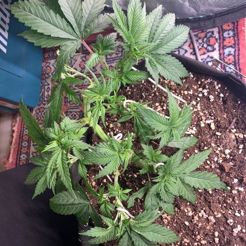 Kalini Asia growlog timeline photo