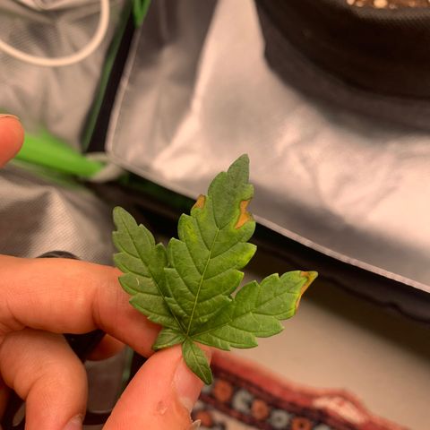 Kalini Asia growlog timeline photo