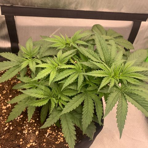 Kalini Asia growlog timeline photo