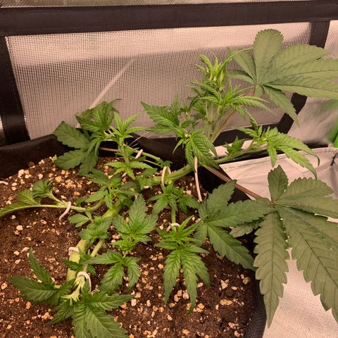 Kalini Asia growlog timeline photo