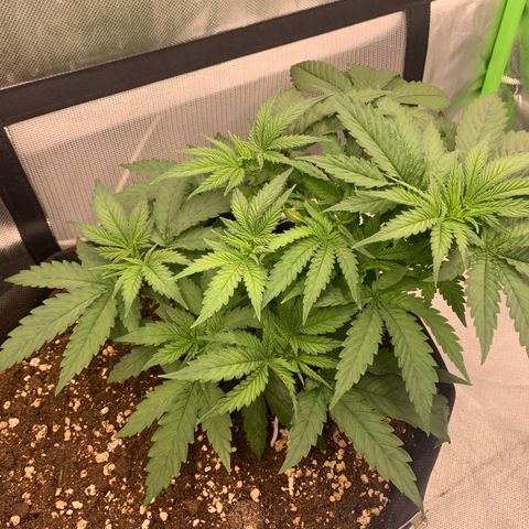 Kalini Asia growlog timeline photo